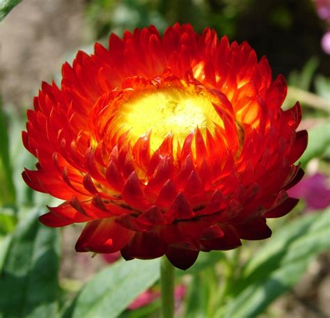 Helichrysum Bracteatum - Strohblume, Ewig Blume